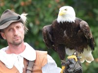 Weisskopfseeadler 127